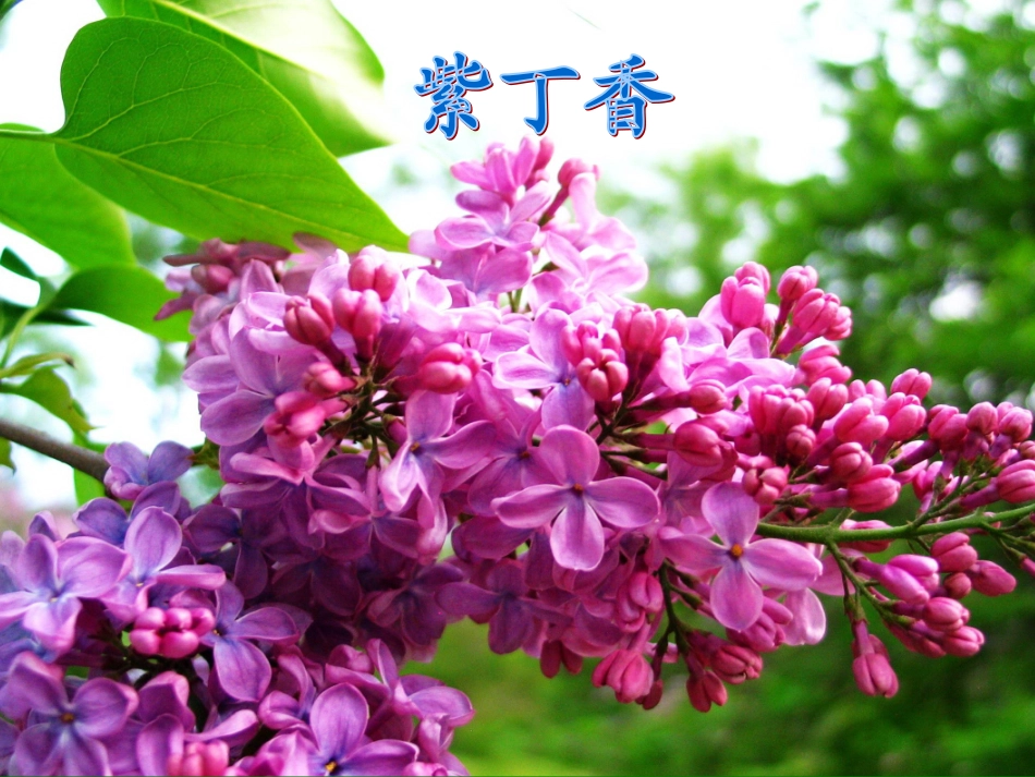 窗前一株紫丁香课件_第3页