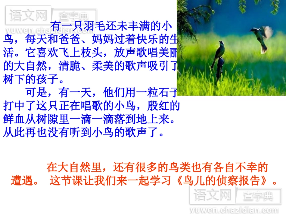 鸟儿的侦察报告 (5)_第3页