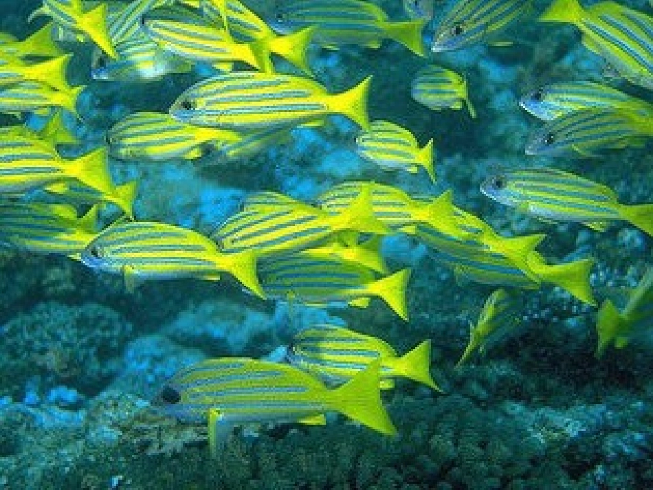 三年级语文富饶的西沙群岛_第2页