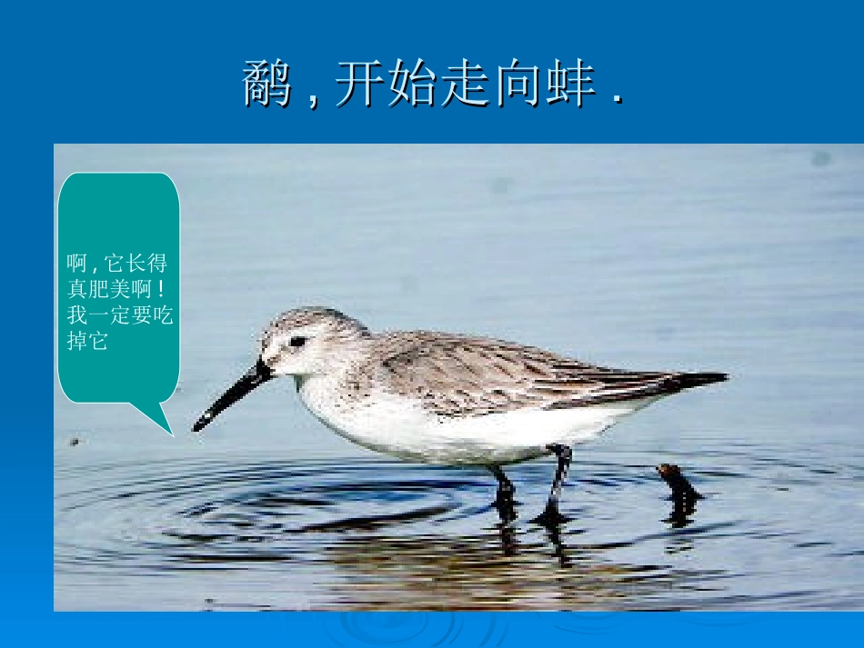 鹬蚌相争课件2_第2页