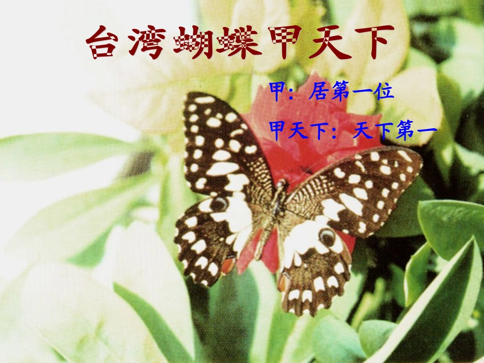 讲课资料《台湾蝴蝶甲天下》课件_第1页