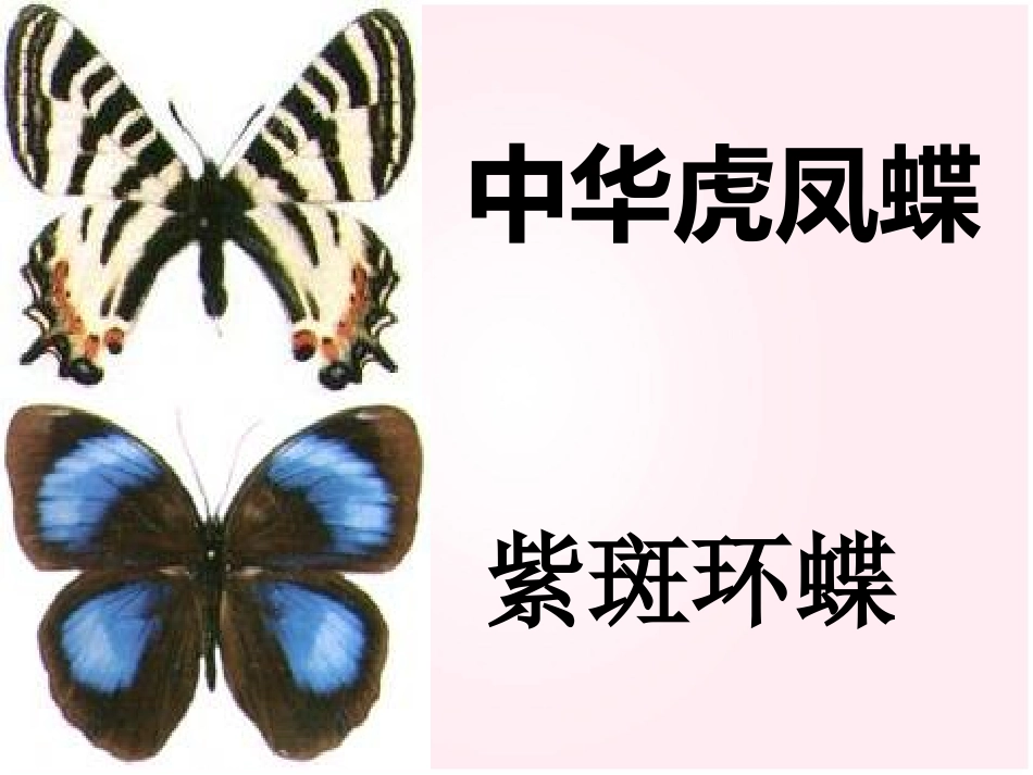 讲课资料《台湾蝴蝶甲天下》课件_第3页