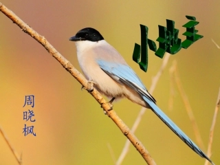 《小地主》课件：