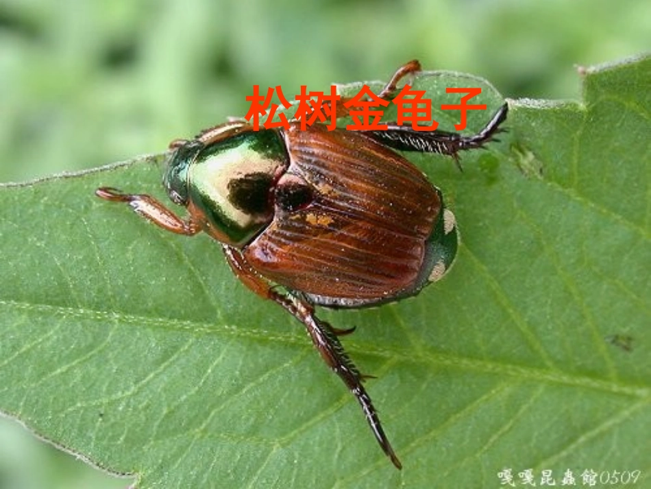松树金龟子2_第1页