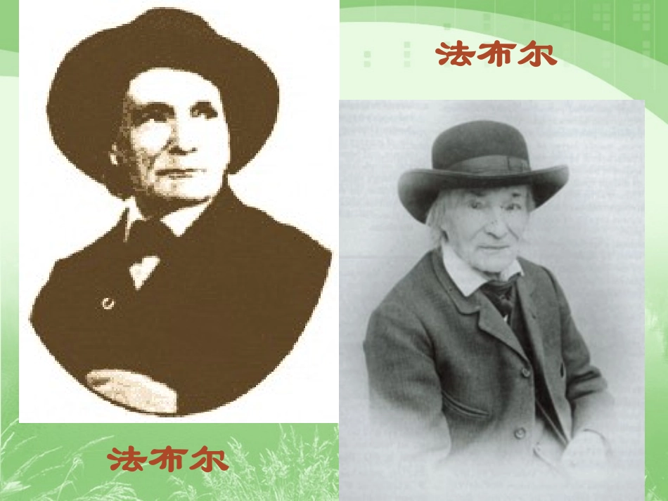 松树金龟子2_第2页