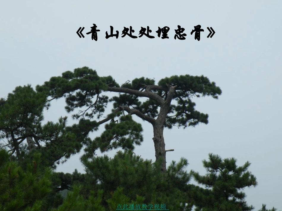 青山处处埋忠骨-优质课评比_第1页