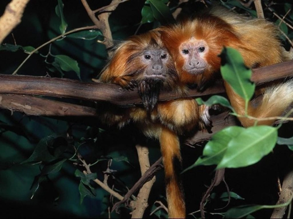 动物体的结构层次_第2页