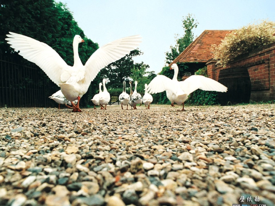 动物体的结构层次_第3页