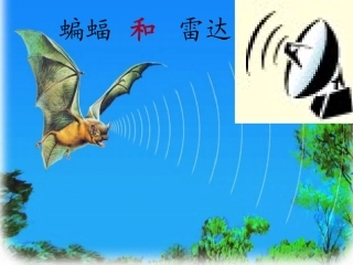 蝙蝠和雷达课件吴代芳