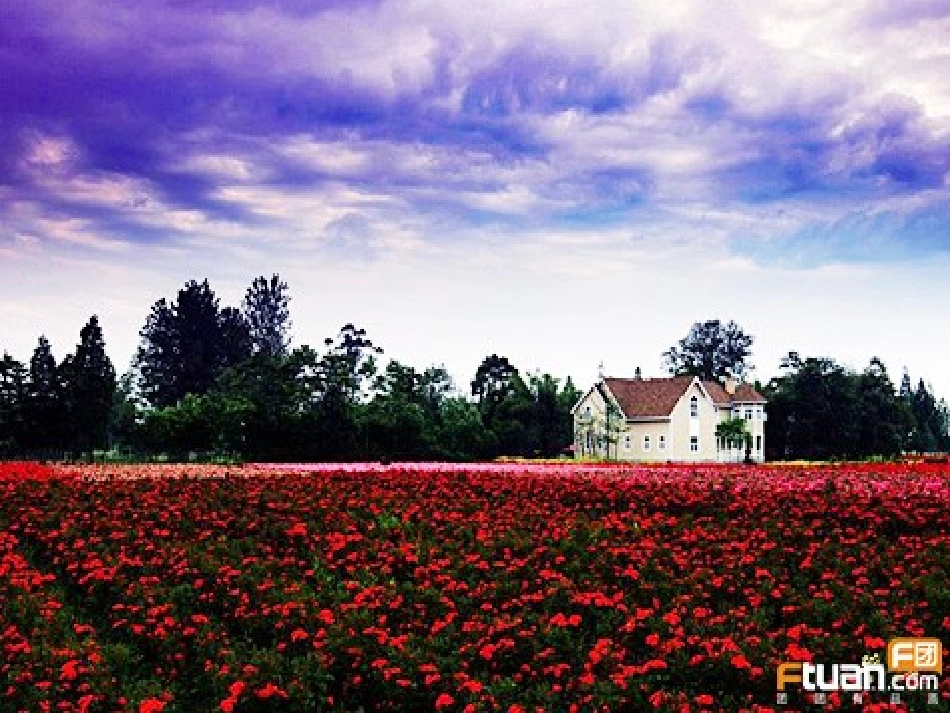 开满玫瑰花的院子_第2页