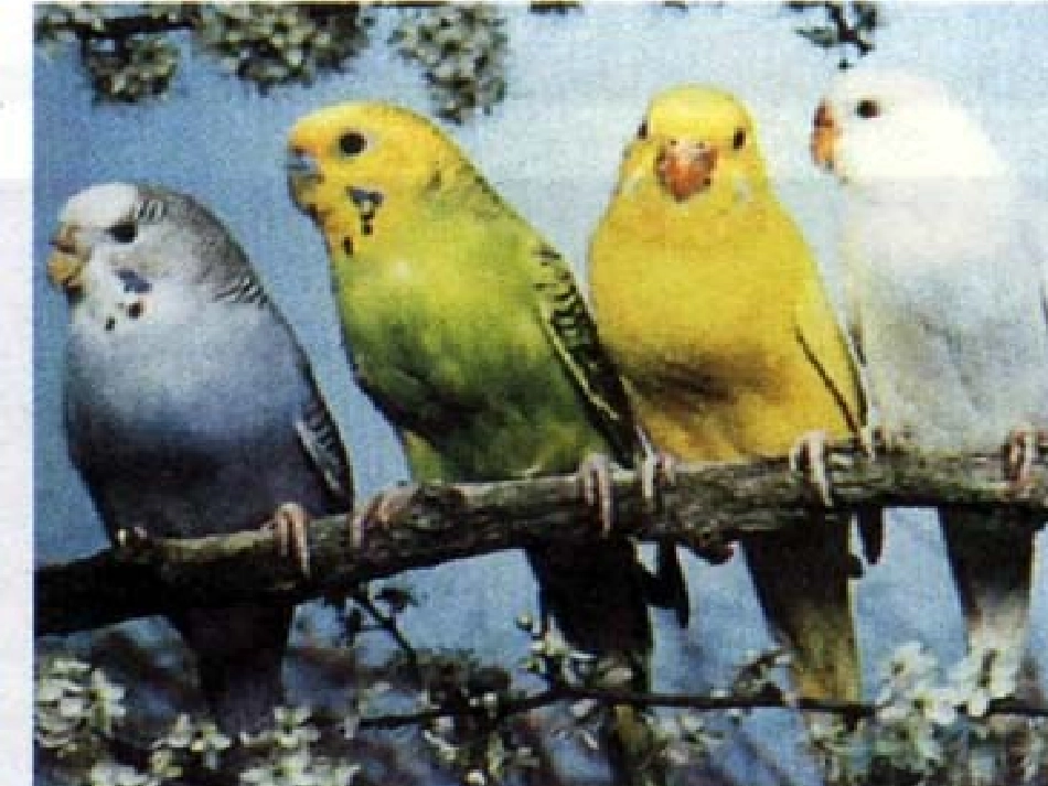 人教新课标版初中八下第七单元2[1]5生物的变异课件4_第3页