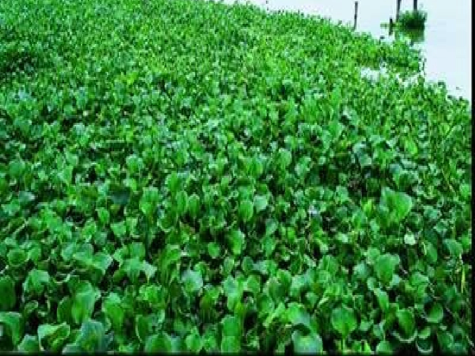 《生物入侵者》课件_第1页