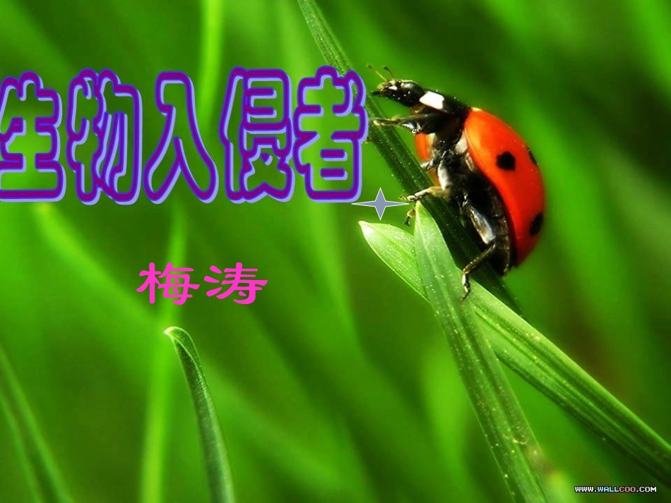 《生物入侵者》课件_第3页