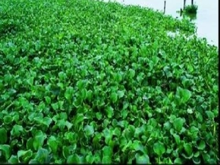 《生物入侵者》课件