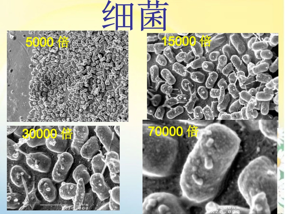 神奇的微生物_第3页