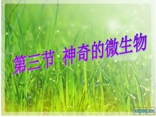 神奇的微生物