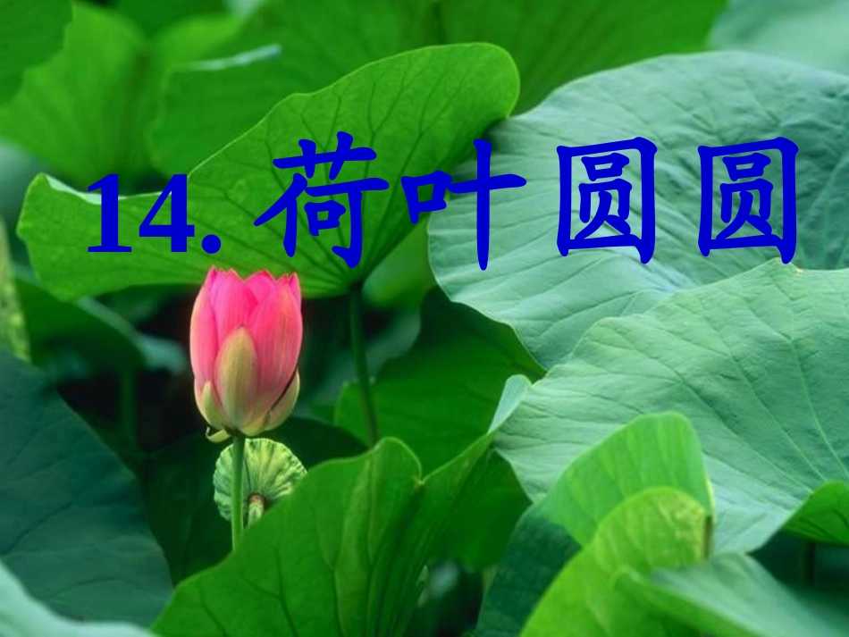 《荷叶圆圆》_第1页