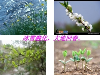 《燕子》课件杜小红