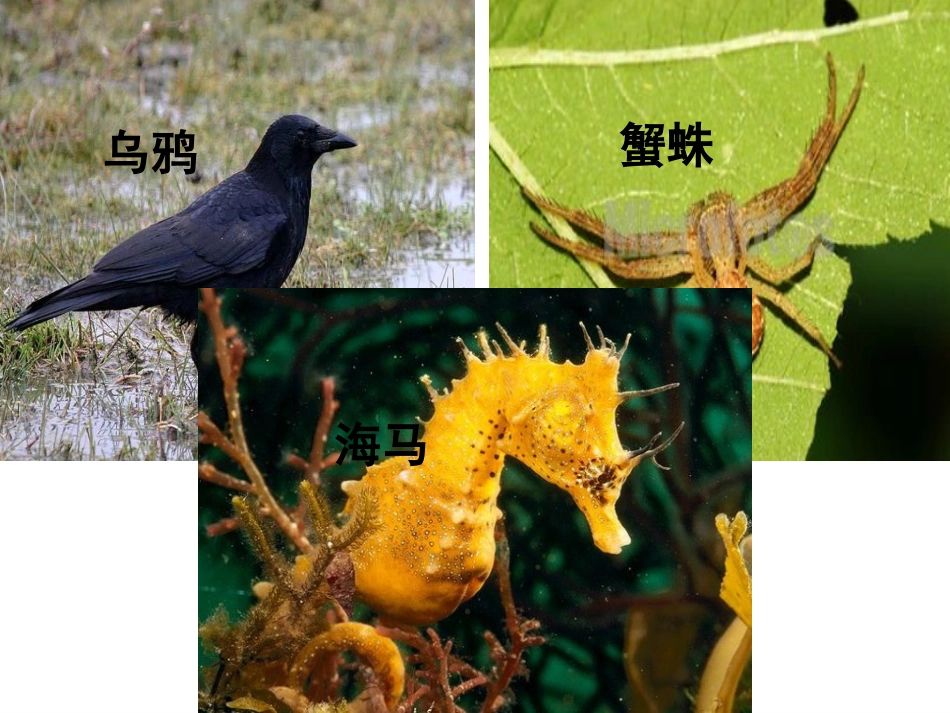 自然之道课件_第2页