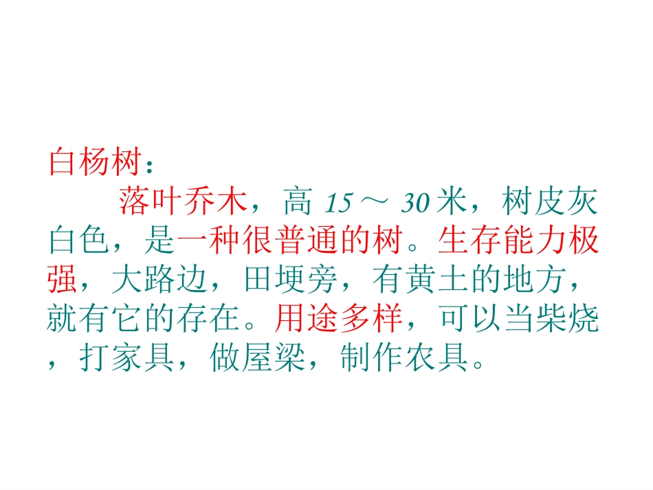 《3白杨》PPT课件1_第1页