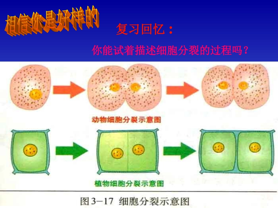 初一生物《细胞分化形成组织》课件_第2页