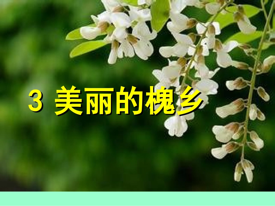 美丽的槐乡PPT_第1页