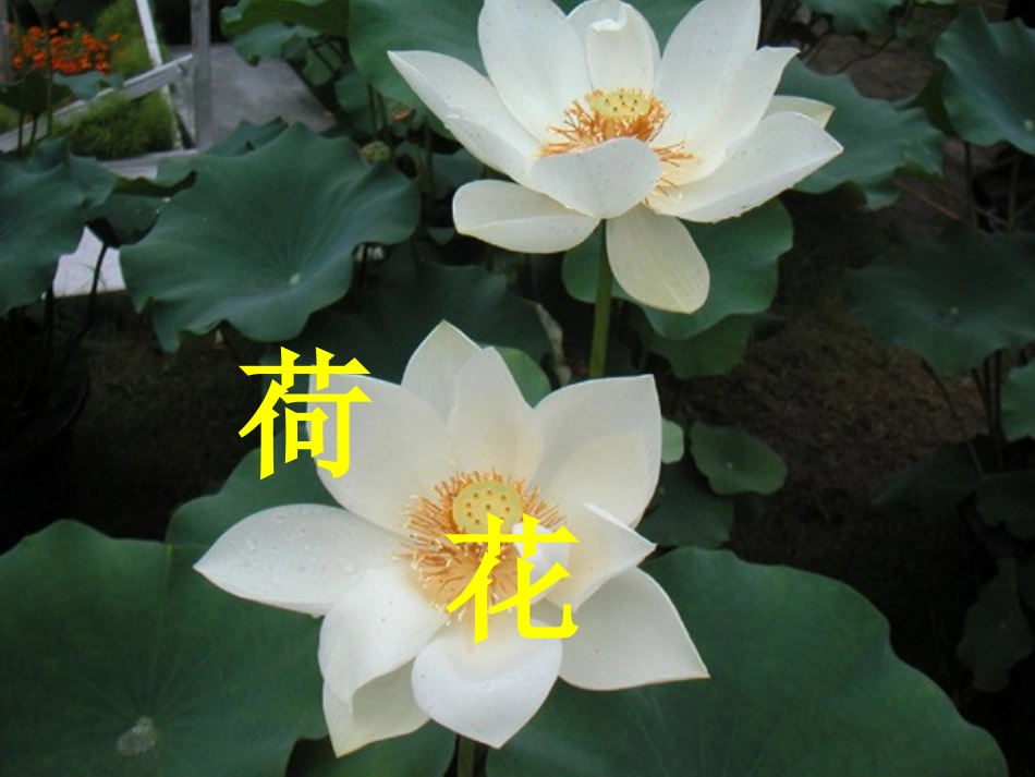 《荷花》教学课件2_第2页