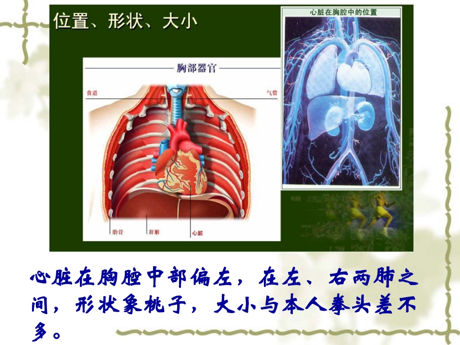 输送血液的泵——心脏_第3页