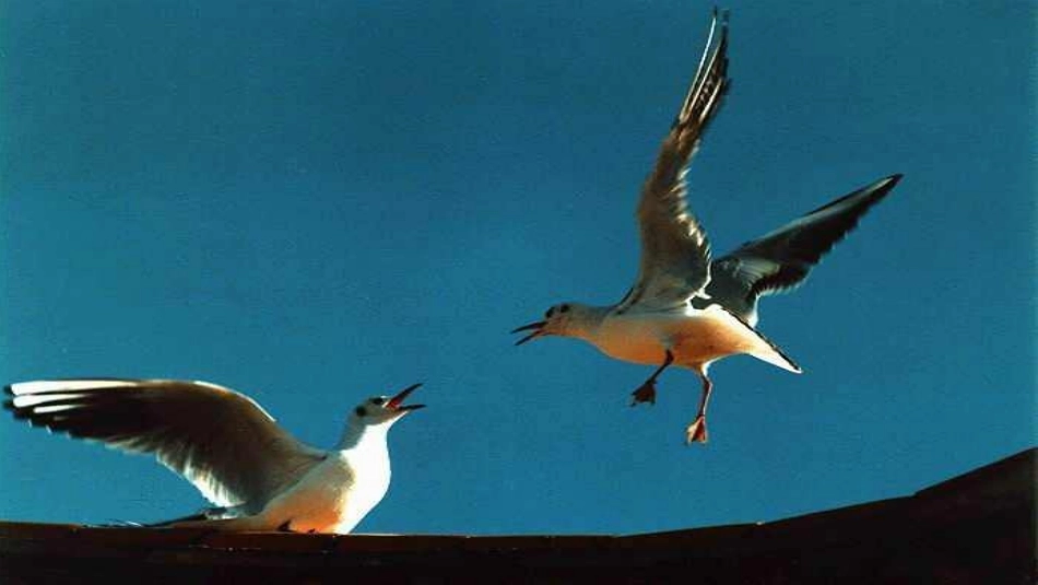 海燕教学课件 (2)_第2页