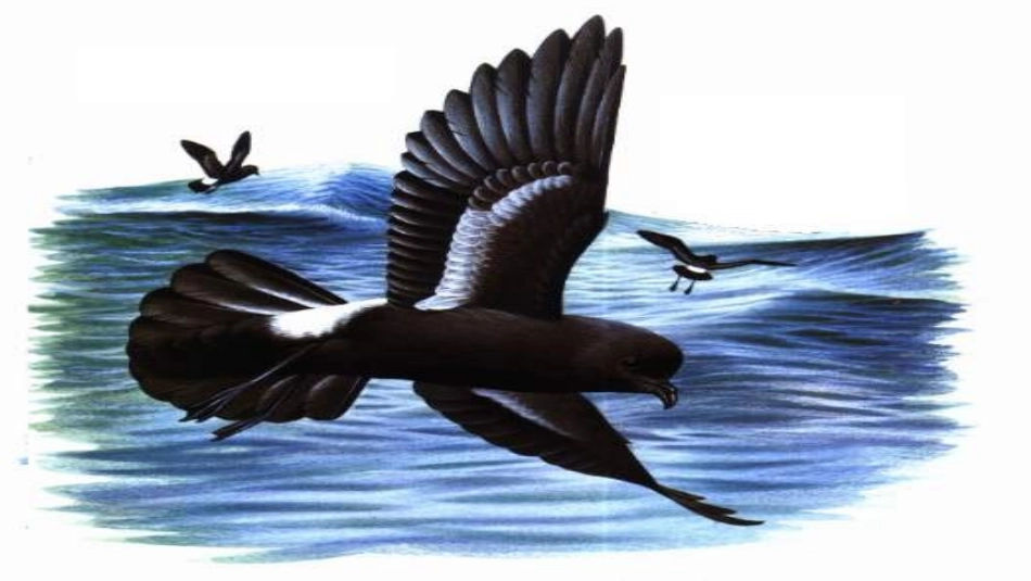 海燕教学课件 (2)_第3页