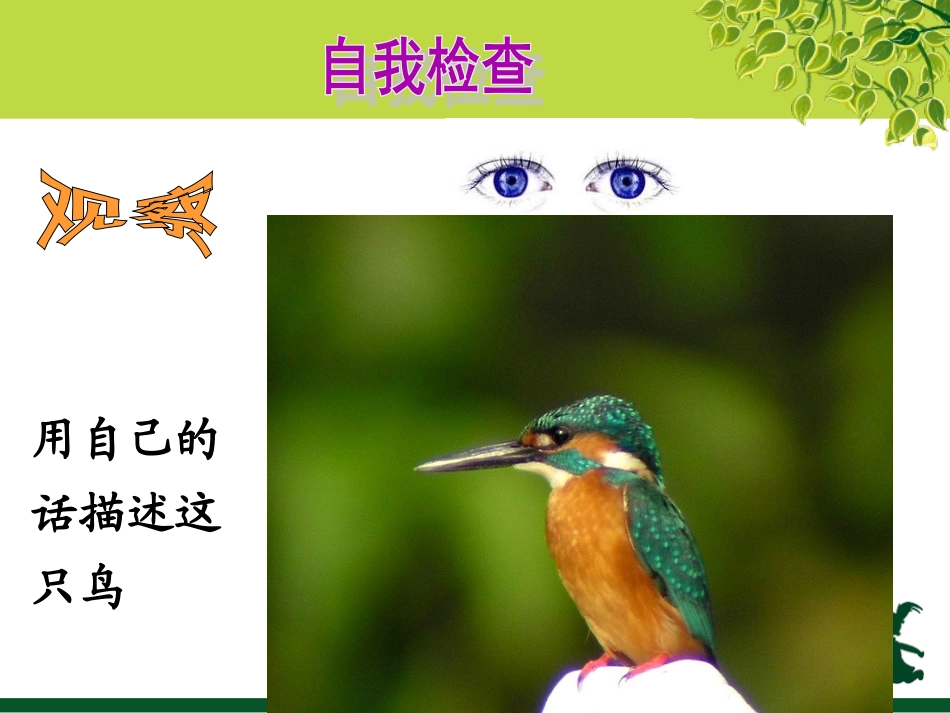 小学三年级语文《翠鸟》课件_第3页