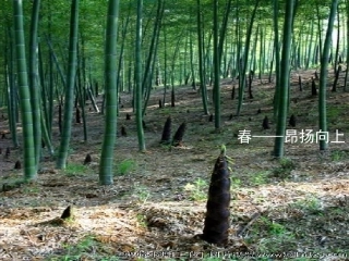 济南的冬天(1)