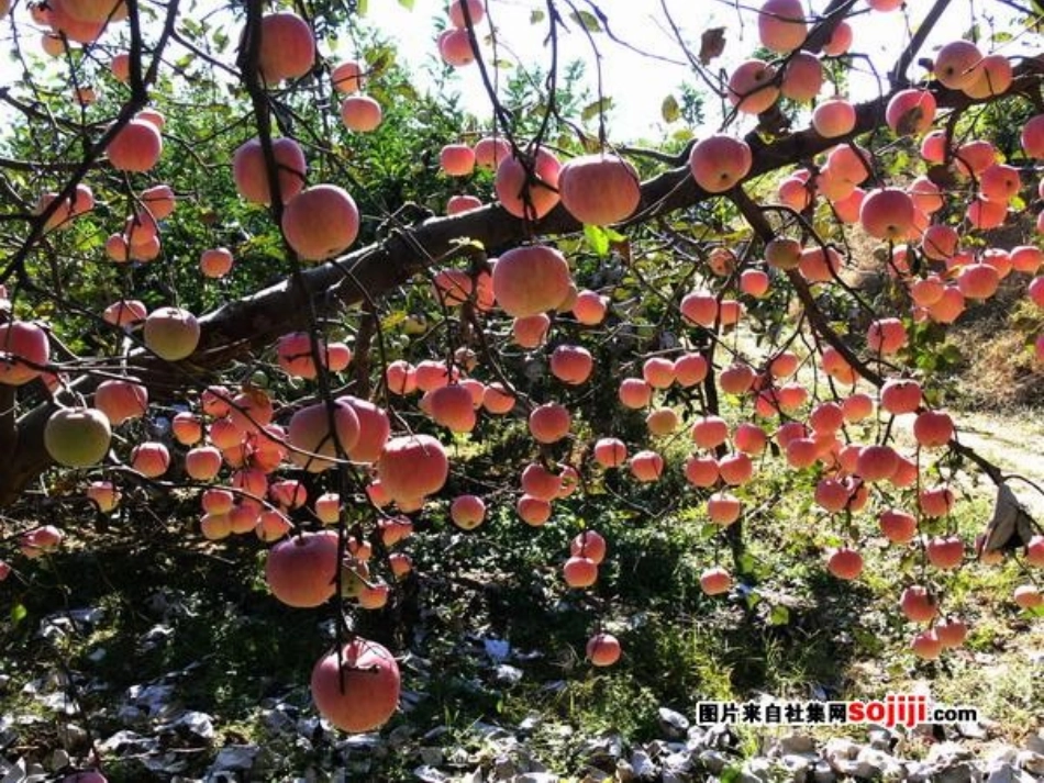 听听，秋的声音PPT课件_第2页