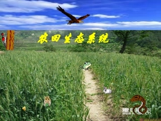 生态系统复习课(1)