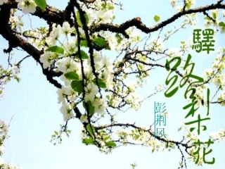 以《驿路梨花》为例谈写作的布局谋篇