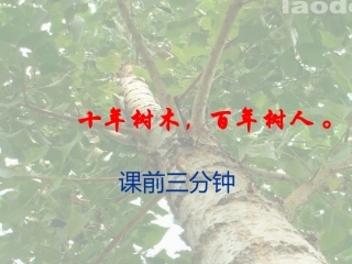 （人教新课标）六年级语文课件桃花心木