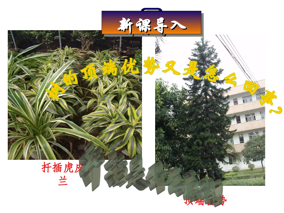 人教版必修三第3章第2节生长素的生理作用（共48张PPT）_第1页