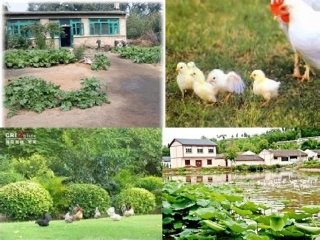 牧场之国MicrosoftPowerPoint演示文稿