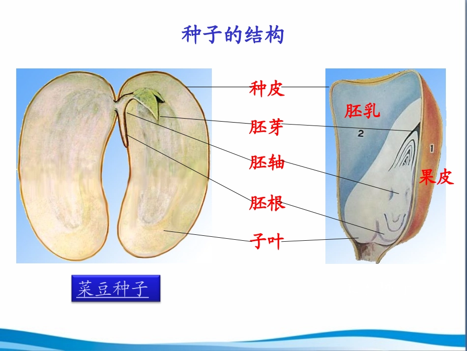《植物种子的萌发》参考课件_第2页