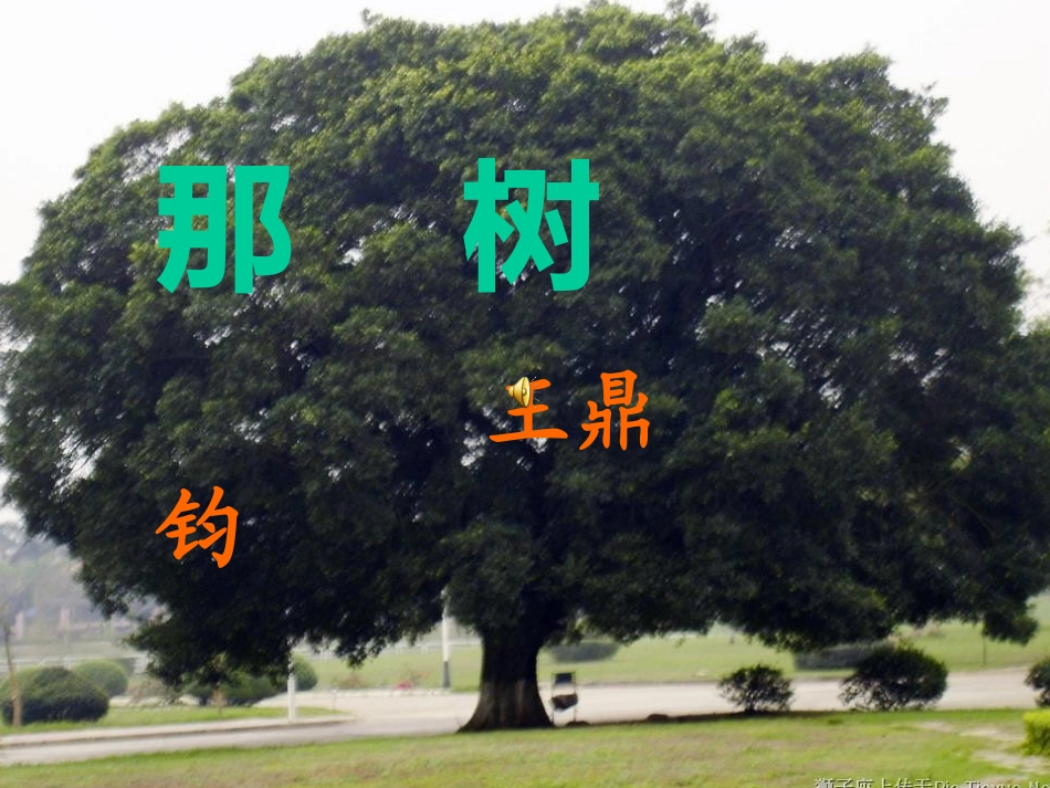 《那树》教学课件（共29张）_第2页