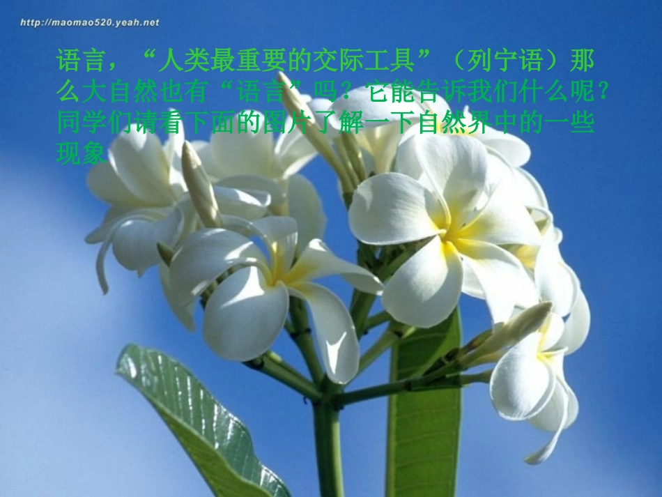 库木斯汗阿西巴依语文课件大自然的语言教学课件_第3页