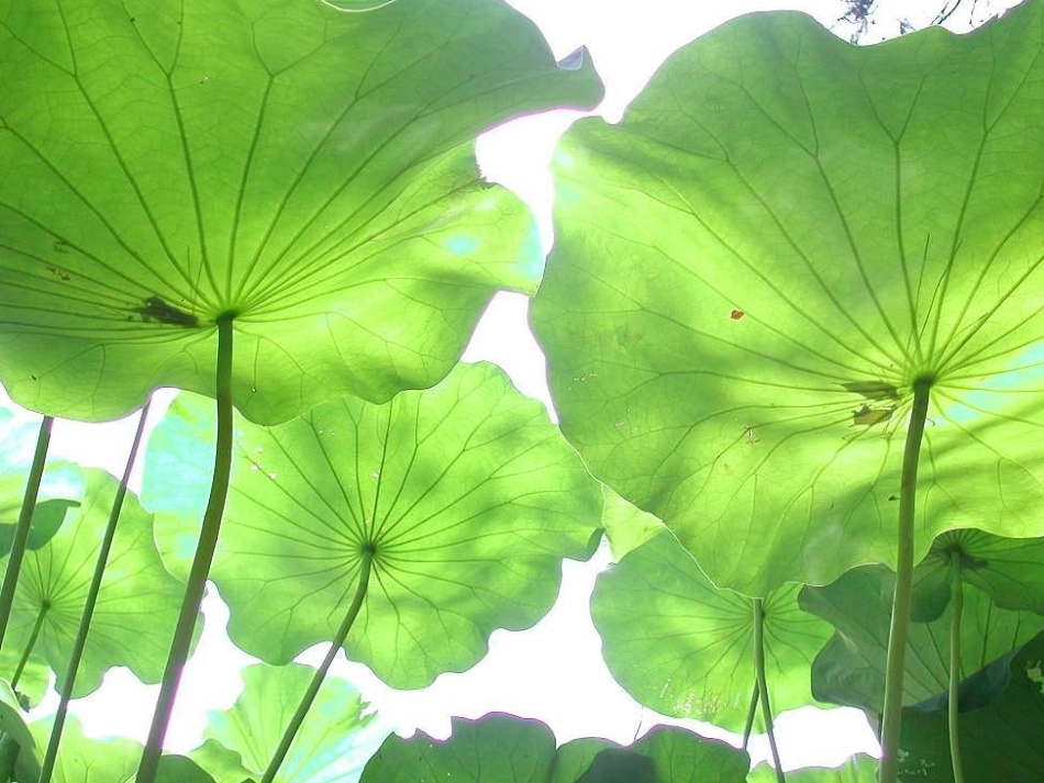 一年级语文下册_荷叶圆圆_PPT课件_(4)3_第2页