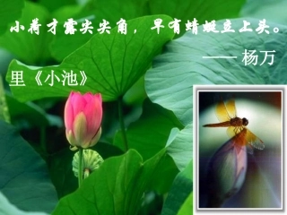 《爱莲说》课件2