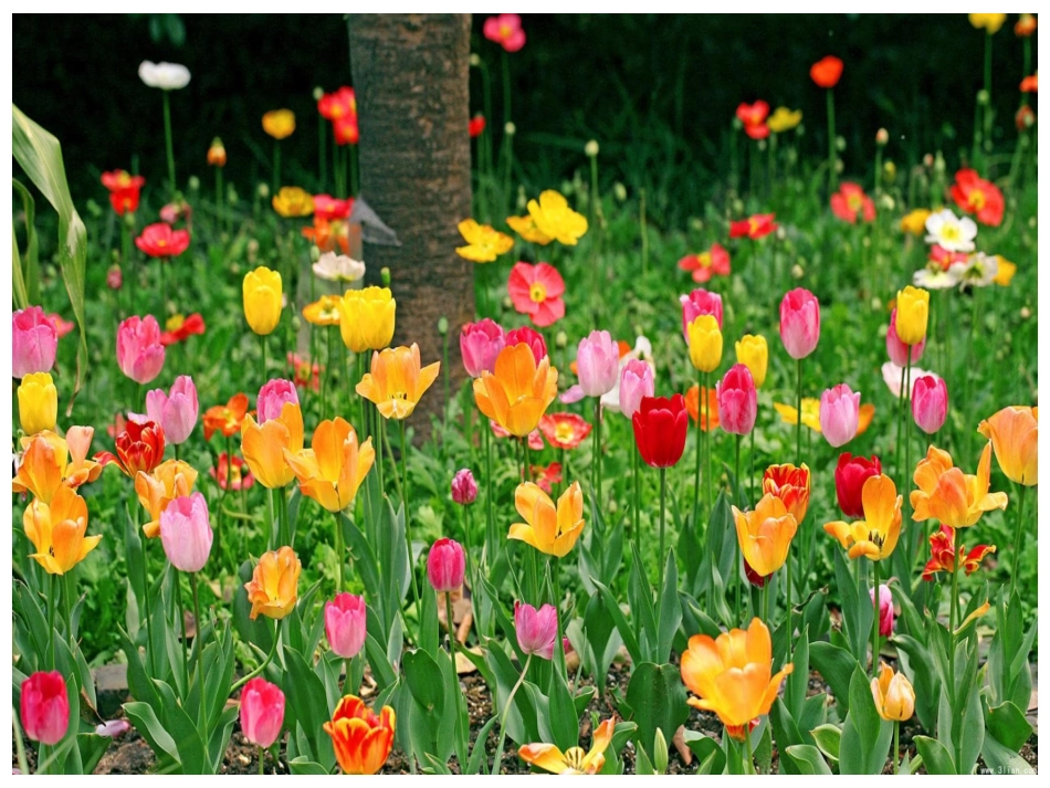 幼儿园中班课件“冬娃娃的礼物”_第2页