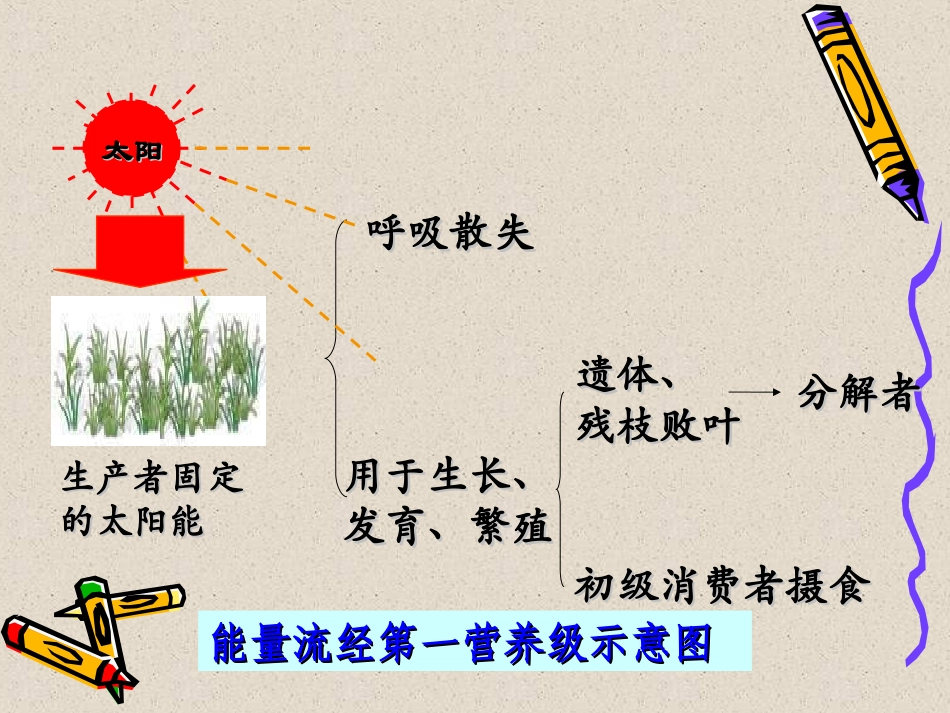 人教版必修三第5章第2节生态系统的能量流动（共27张PPT）_第3页