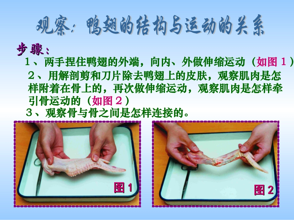 动物运动的能量来源2_第2页