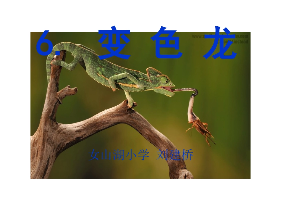 苏教版五年级上册变色龙课件_第1页