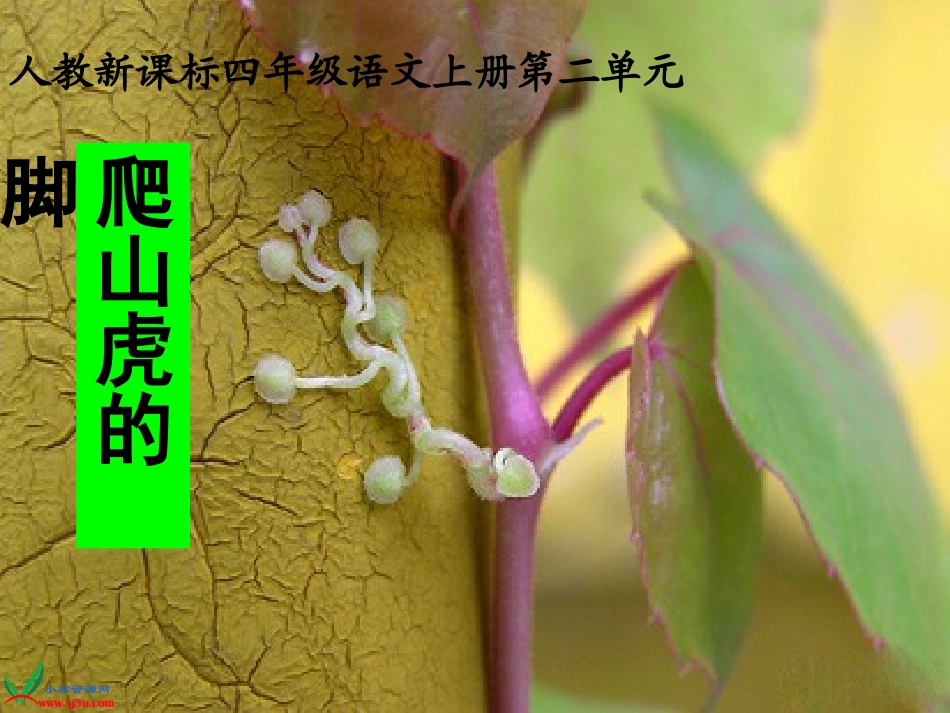 人教版《爬山虎的脚》PPT_第3页