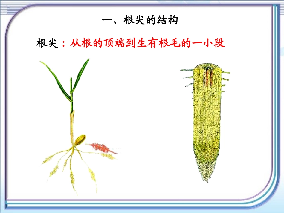 《植物根的生长》参考课件1_第3页
