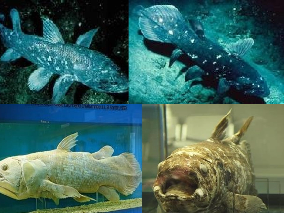 人生难免有挫折（公开课）_第1页